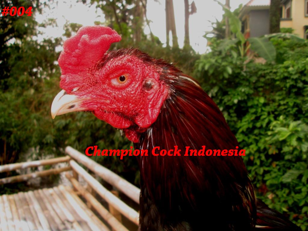 ChampionCock's tweet photo. BANGKOK SUPER Khoygon 004 "JUNIOR" WIN2x 11 bln UK:6,5 #ayambangkokmurah #ayambangkok #jualanayambangkok #pecintaayam http://t.co/IWxTGOKHdM