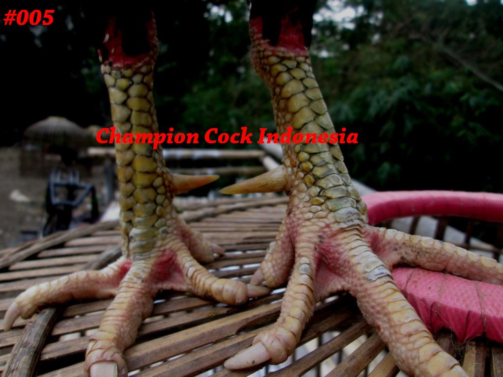 ChampionCock's tweet photo. Ayam Bangkok Super Khoygon "SIMBA"Win 5x 14 bln uk:6,5
#ayambangkok #pecintaayam #jualayam #ayamaduan #ayamjuara http://t.co/85R58nbse7