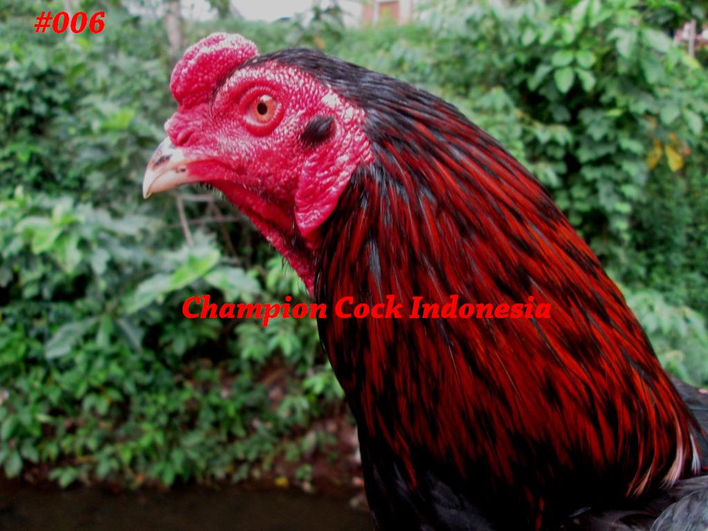 ChampionCock's tweet photo. Ayam Bangkok Super Pakhoy "HUNTER"Win2x 9bln uk:6,5 #ayambangkok #ayamjuara #pecintaayam #win #ayambangkoksuper http://t.co/fA64itr5r0