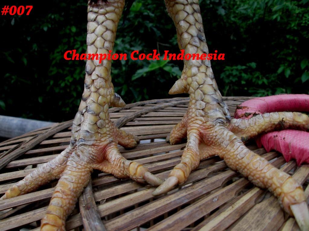 ChampionCock's tweet photo. Ayam Bangkok Super Pakhoy 007 "BANDIT"Win5x 13bln uk:6,5 #jualayambangkok #ayamsuper #pecintaayam #bangkoksuper #win http://t.co/nzAImupnLR