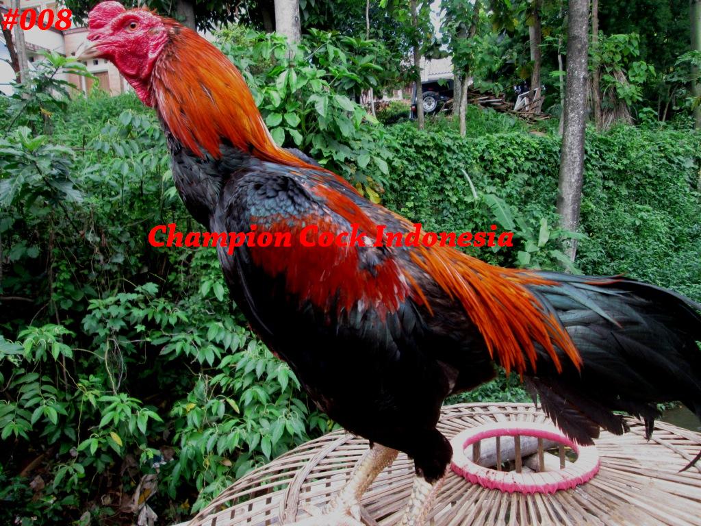 ChampionCock's tweet photo. Ayam Bangkok Super Bk 008"BRUNO"Win3x 12bln uk:6,5 #jualayam #hobbyayam #ayambangkok #trahsuper #ayamjuara #super http://t.co/wTVJSnzJDd