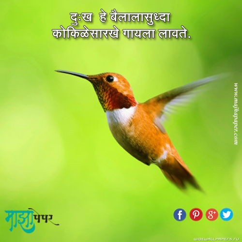 majhapaper's tweet photo. दु:ख हे बैलालासुद्धा कोकिळेसारखे गायला लावते । @majhapaper | #marathi #inspirational #quotes #online #newspaper http://t.co/tQSPaKjb2j