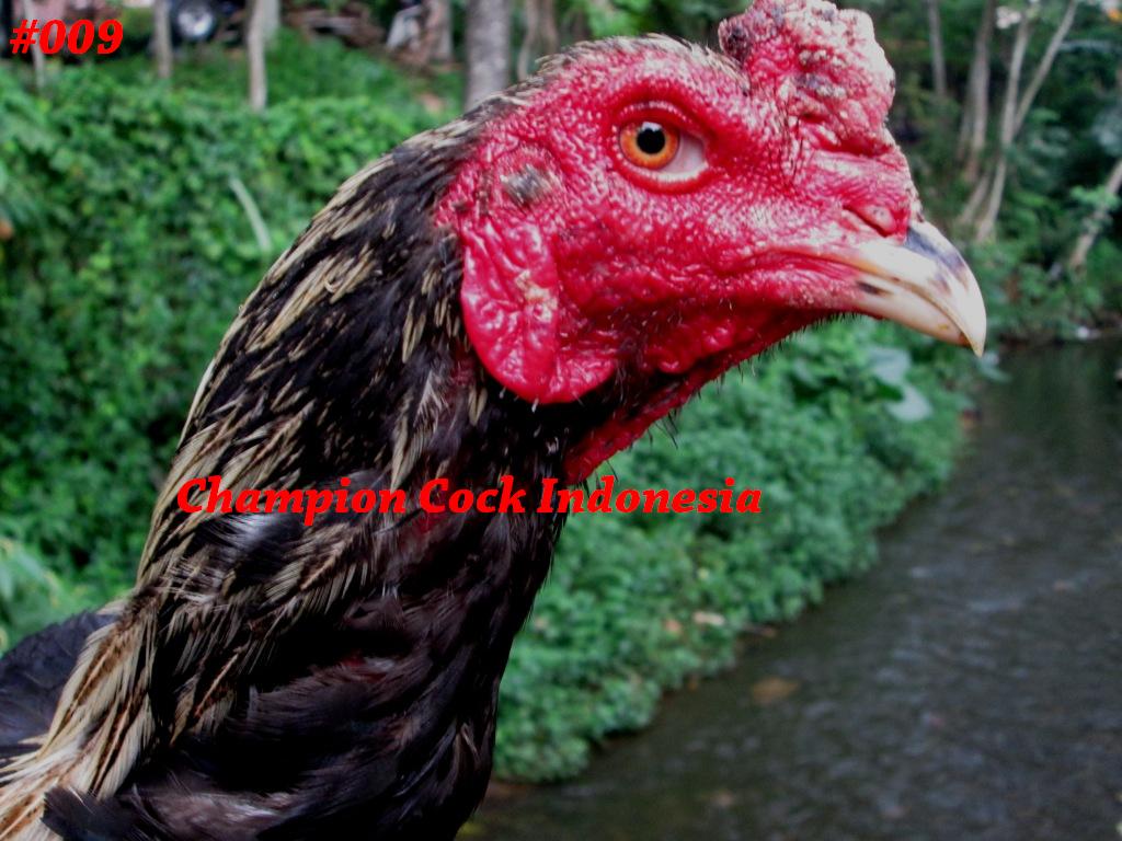 ChampionCock's tweet photo. Ayam Bangkok Super Pakhoy 009"TYSON"Win2x 8bln uk:6 #hobbyayam #ternakayam #jualayam #ayamsuper #unggulan #bangkok http://t.co/o0CvAhBbdQ