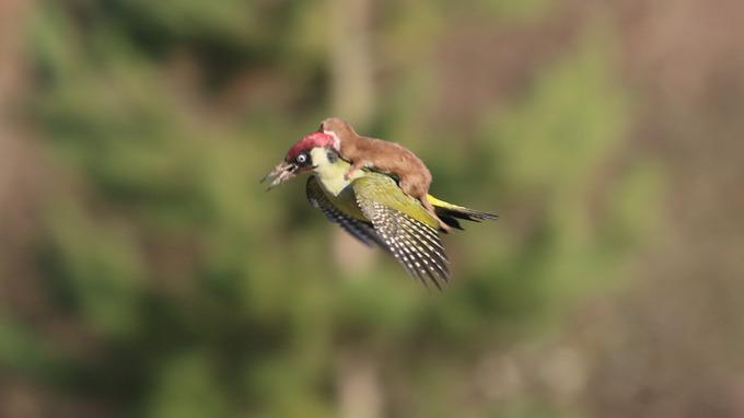 AptusLS's tweet photo. Woodpecker shown flying with weasel on its back in amateur photographer's amazing image.

http://t.co/J0d1jfuZqa http://t.co/zm3969z0sA