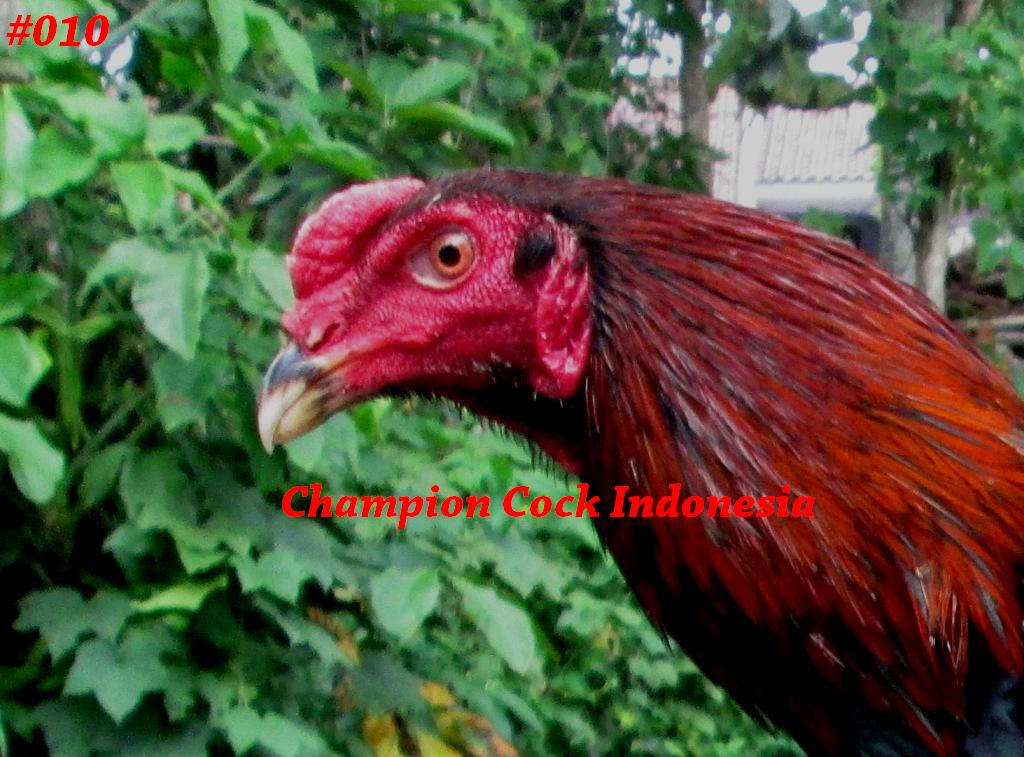 ChampionCock's tweet photo. Ayam Bangkok Super Bk Pakhoy010 "BRANDY"Win2x 8bln uk:6,5 #ayambangkok #bangkoksuper #pecintaayam #hobbyayam #juara http://t.co/fLz3SpJoev