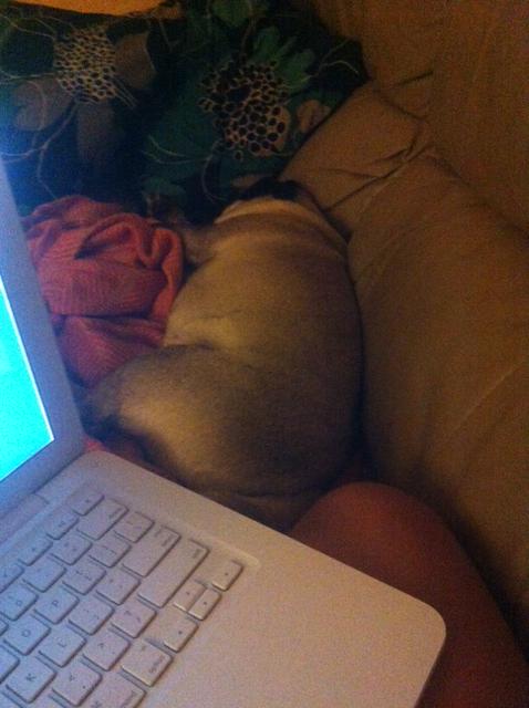 SingerMelanieG's tweet photo. I am a night owl. My pug is not. #ellathepugdog #pugsnores http://t.co/6B6bnSEND2