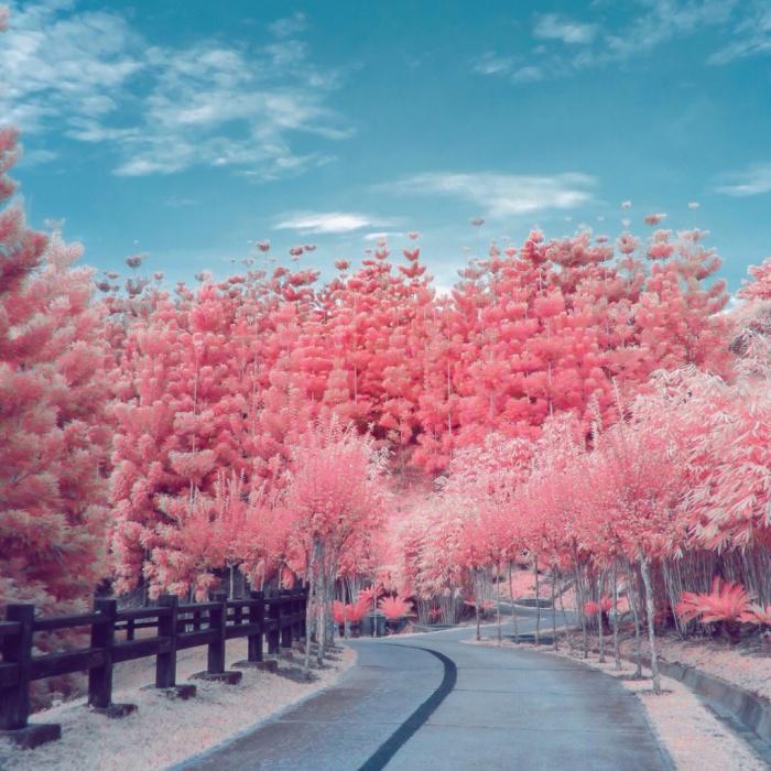presentcorrect's tweet photo. Banish all dreariness with these infrared photographs of Spring. 
http://t.co/3qJsyqKbWw http://t.co/G9RRsSROOj