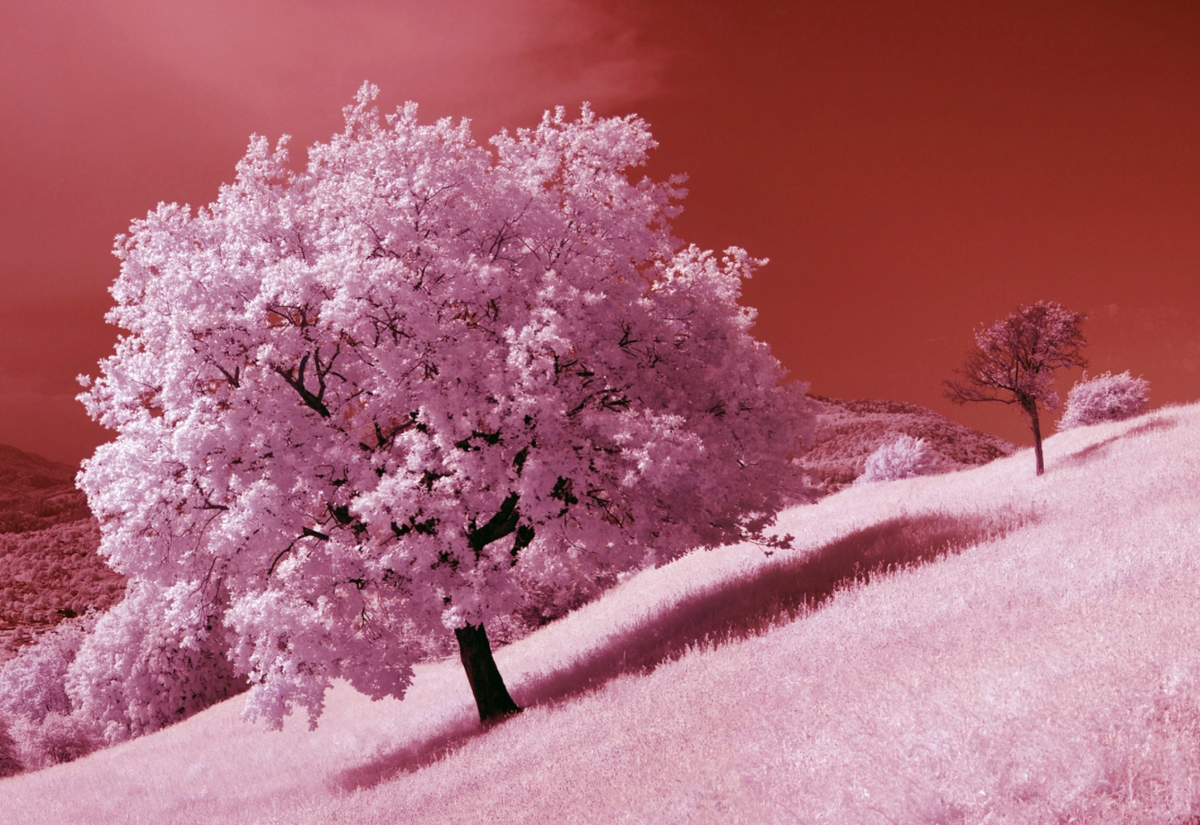 presentcorrect's tweet photo. Banish all dreariness with these infrared photographs of Spring. 
http://t.co/3qJsyqKbWw http://t.co/G9RRsSROOj