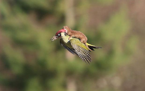 One way to catch a lift - Incredible photo captures weasel riding on a flying woodpecker telegraph.co.uk/travel/safaria…