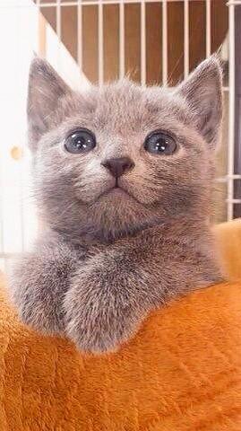 nekoko108's tweet photo. おーいしそうな 食べ物があるにゃんかー!!!!! 
 #猫 https://t.co/unZqZrEi9V