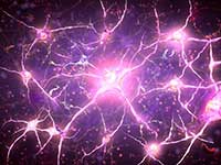 MusMusculusUAR's tweet image. Compounds Protect Against MS Nerve Damage in Mouse Models 

alnmag.com/news/2015/03/c…