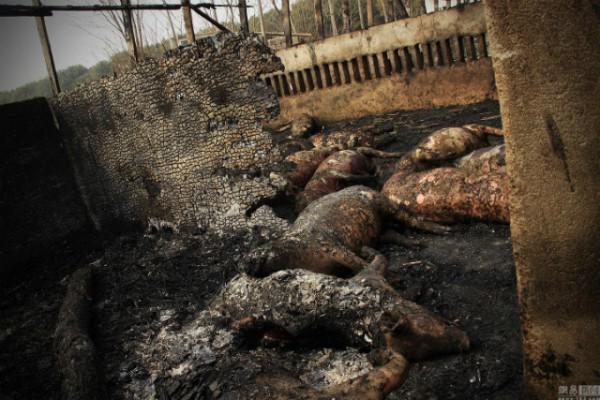 stompsingapore's tweet photo. 312 pigs 'fried' to death after fireworks set Anhui hog pen on fire http://t.co/ZmtqNYQwzU http://t.co/t9ijJlC16O