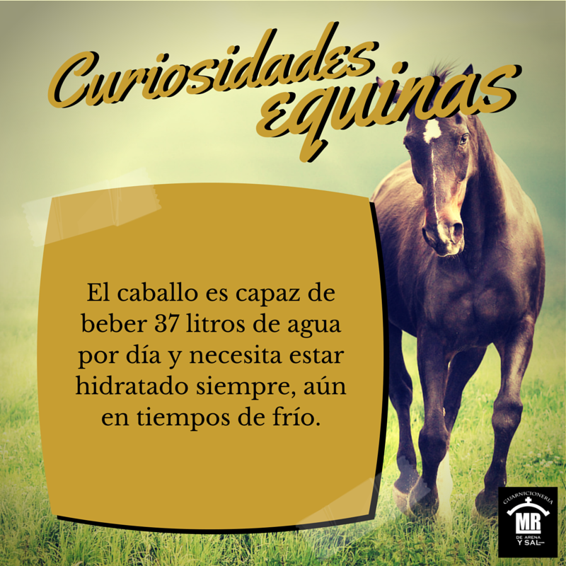dearenaysal's tweet photo. Curiosidades equinas ;) 

#Caballos #Curiosidades http://t.co/bzUvpOPSqe