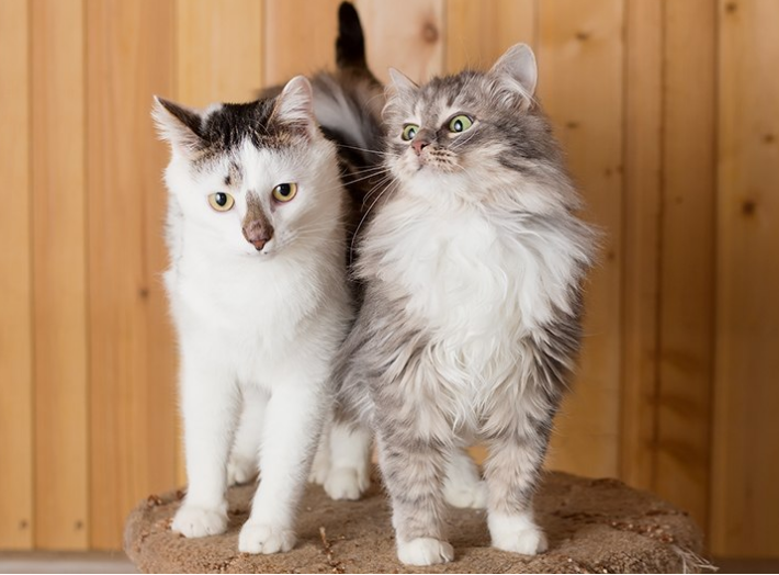 Lana_OSA's tweet image. Москва и МО. Вася и Серка ищут дом!
#счастьевдом  #ищукошку #заведидруга #красивыекошки #вдобрыеруки