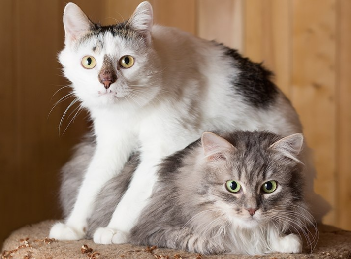 Lana_OSA's tweet image. Москва и МО. Вася и Серка ищут дом!
#счастьевдом  #ищукошку #заведидруга #красивыекошки #вдобрыеруки