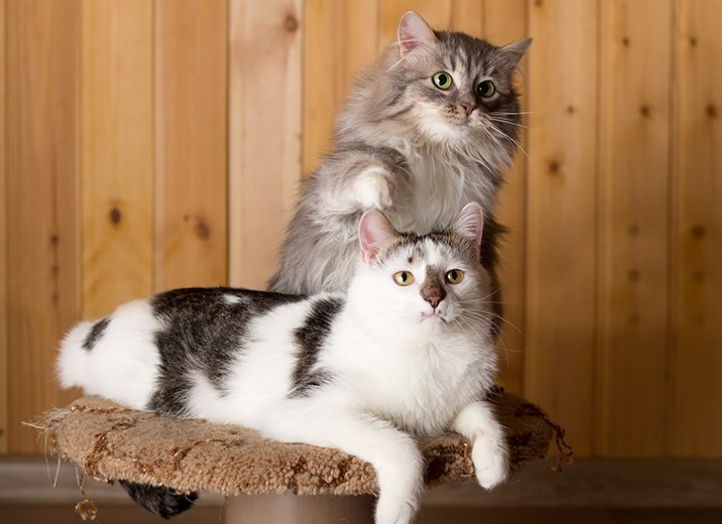 Lana_OSA's tweet image. Москва и МО. Вася и Серка ищут дом!
#счастьевдом  #ищукошку #заведидруга #красивыекошки #вдобрыеруки