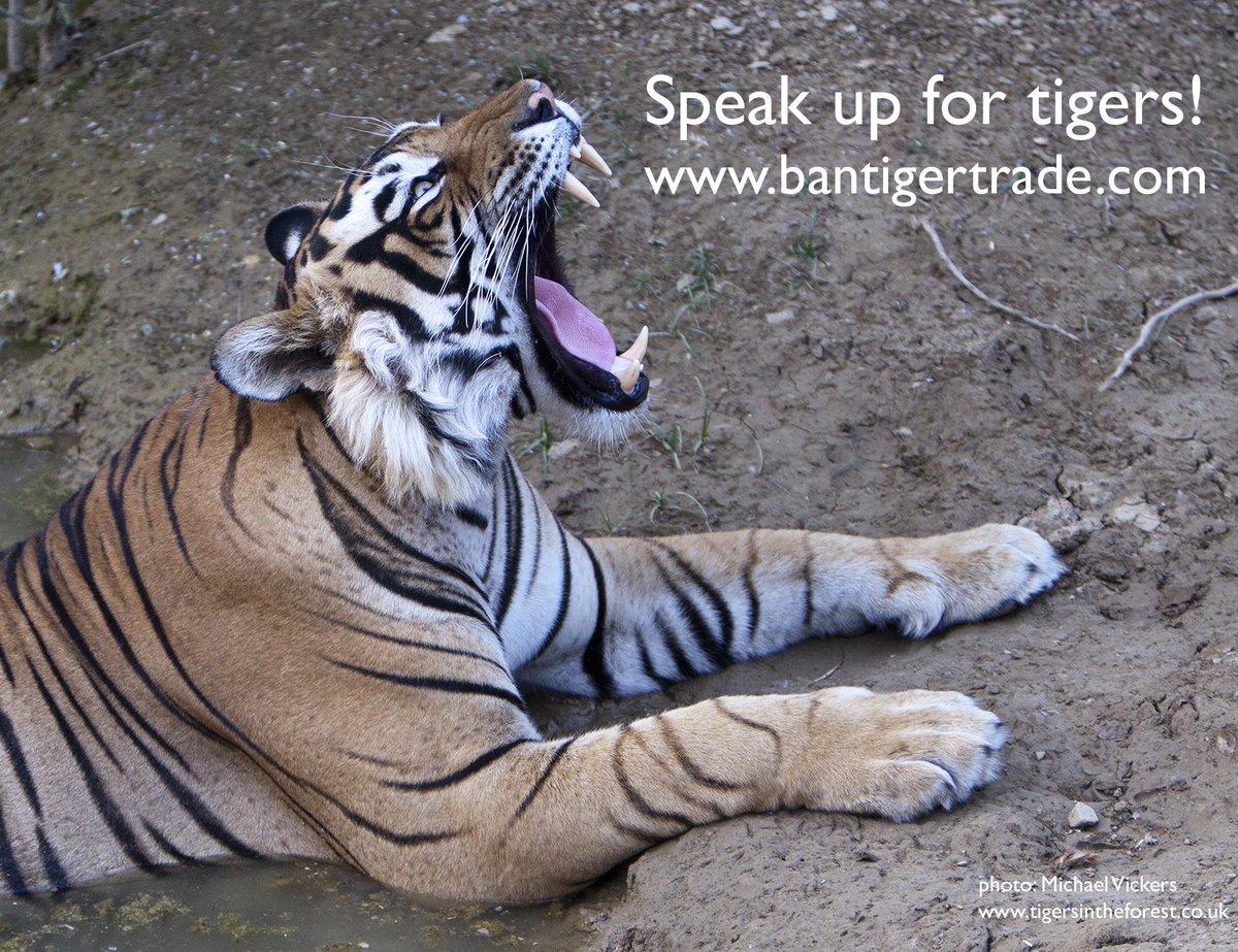 rickygervais's tweet photo. Please RT for tigers on #WorldWildlifeDay &amp; be #SeriousAboutWildlifeCrime with http://t.co/JvSYtg86ED http://t.co/l2oDGnsAJD @TigerTimeNow