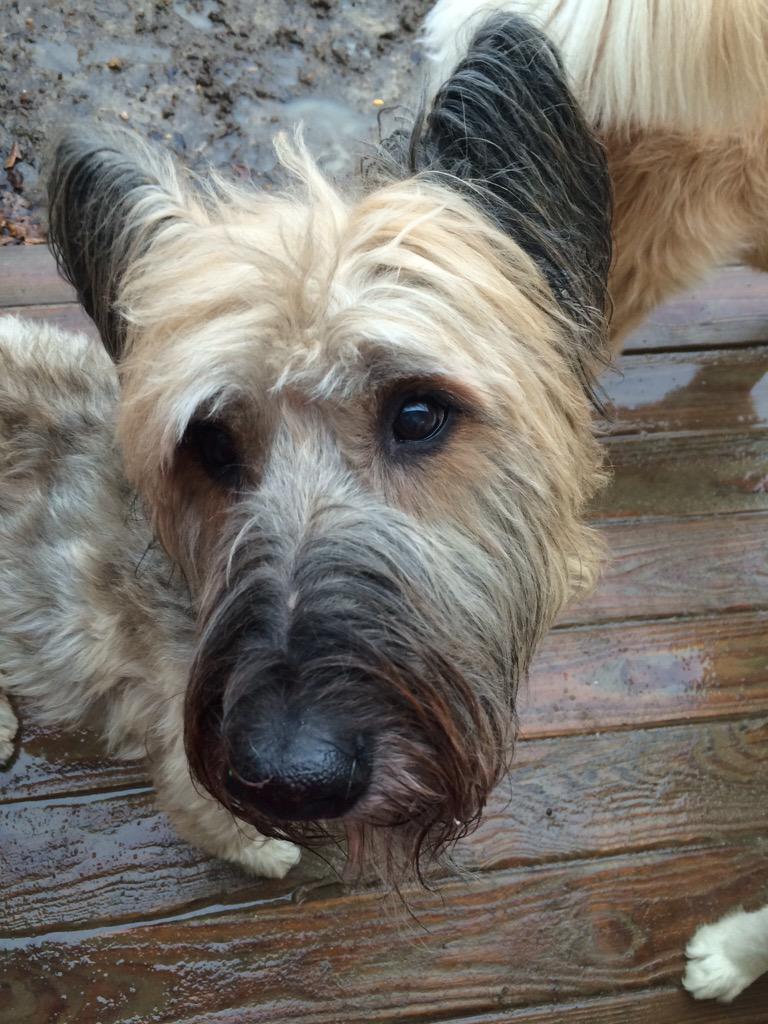 PawPatchPups's tweet photo. Emma's not so sure about this rain today! #briard #loganville http://t.co/wtd5FBGI7N