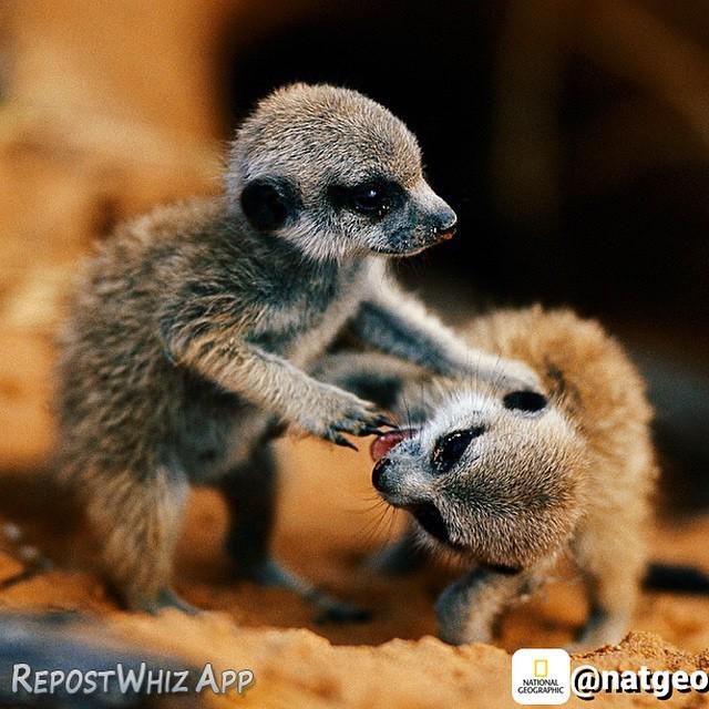 BreakingPrimal's tweet photo. Love this pic. http://t.co/w0Ext2QeVR http://t.co/H0ENxjDl93