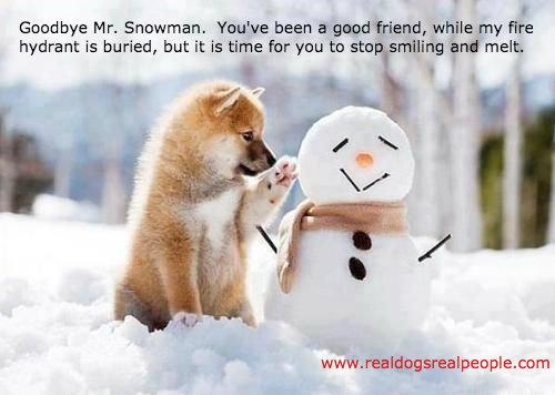 Realdogspeople's tweet photo. Time to say goodbye, Mr. Snowman! http://t.co/N0Ad4lNanH