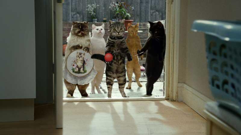 Запускаем кошку в дом. Кот новоселье. Кот заглядывает в дверь. Кот за дверью. Дверь для кота.
