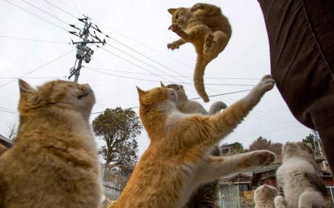 A3Noticias's tweet photo. Aoshima, el pueblo de pescadores japonés donde hay más gatos que habitantes [GALERÍA] http://t.co/ppNOvSfYQg http://t.co/wKENqfbqbP