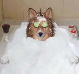 Wellpetltd's tweet photo. Before a big show #crufts I always like to look my best 
@BoostTorbay @sentfromdevon @UKBusinessRT @UKBusinessHour http://t.co/eosBKQKWcA