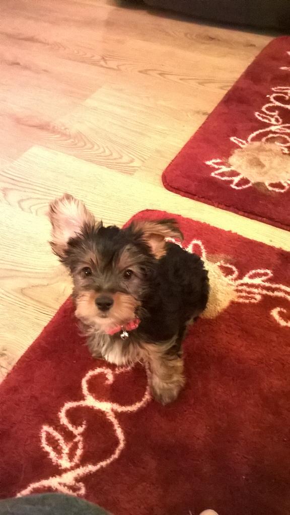 peterpopeye13's tweet photo. My dog Daisy is the cuteist http://t.co/11cc0JDbxL