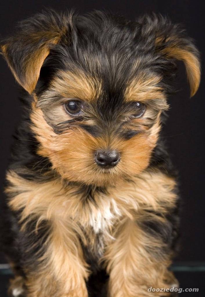 peterpopeye13's tweet photo. My dog Daisy is the cuteist http://t.co/11cc0JDbxL