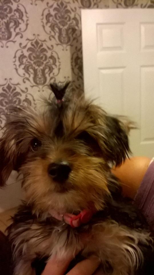 peterpopeye13's tweet photo. My dog Daisy is the cuteist http://t.co/11cc0JDbxL