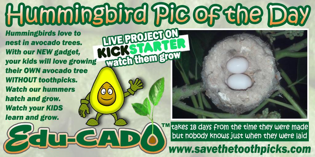 savetoothpicks's tweet photo. Thx Anya 4 backing our #kickstarter project #teaching #kids #science #gardening #gardenchat http://t.co/1HU5B9Ztcc http://t.co/qzKAp2iHhm