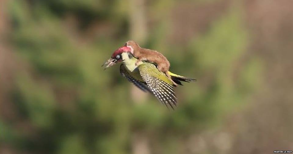 AstronautSays's tweet photo. Looks like this little birdie was just giving the #weasel a lift. Isn't this #cute?
#Bird #Animal #Cuteness #Flying http://t.co/4phXUf317k