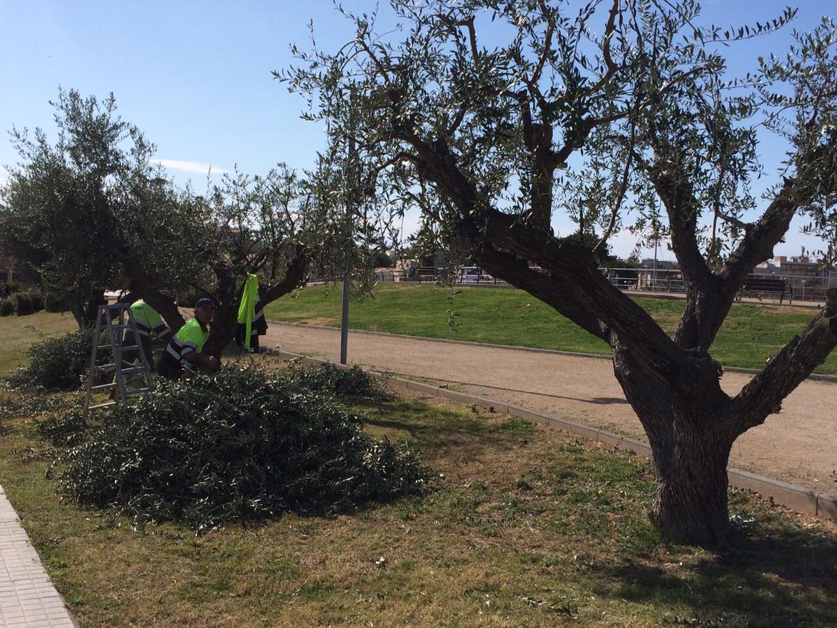 AjCalafell's tweet photo. Matí de poda a les oliveres del Vilarenc #viuCalafell http://t.co/Npibql1KKU