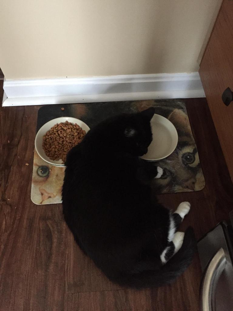 nilesformiles's tweet photo. My friend Murphy is having a lazy day!! #CatsOfTwitter #wlf #lazy http://t.co/MHh1KpMQai