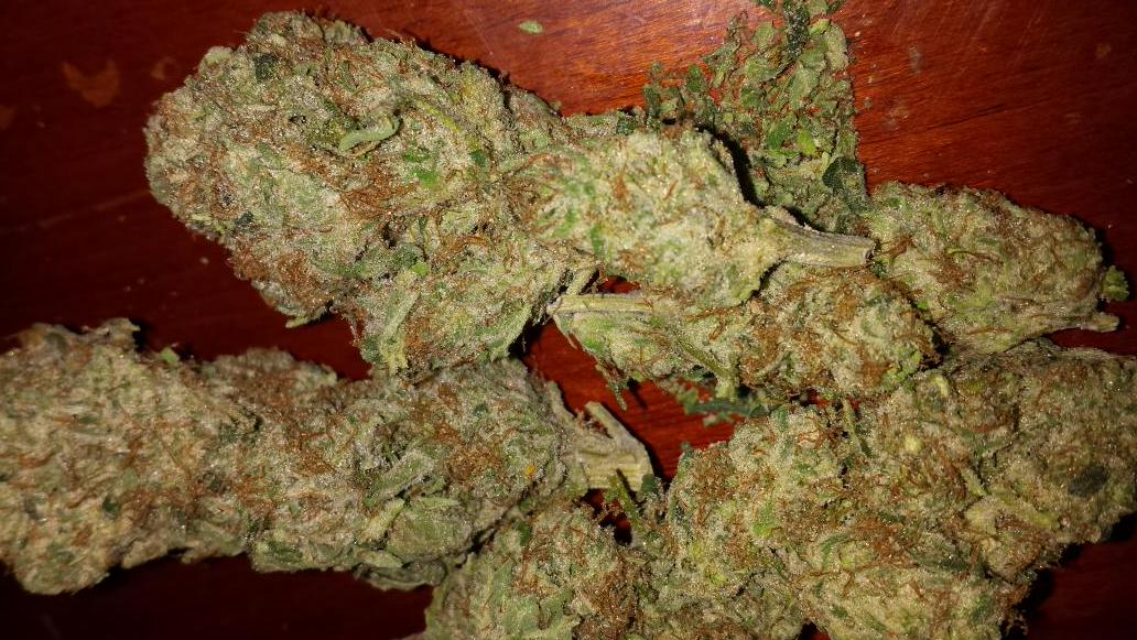 WeedGifs's tweet photo. Alien OG http://t.co/7kvQaa3Eek