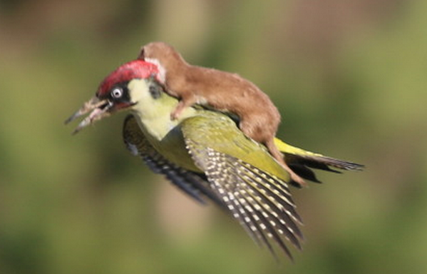 CTVNews's tweet photo. Incredible photos capture weasel hitching a ride with flying woodpecker http://t.co/7NR6t7omxY  #weaselpecker http://t.co/E16opbCyue