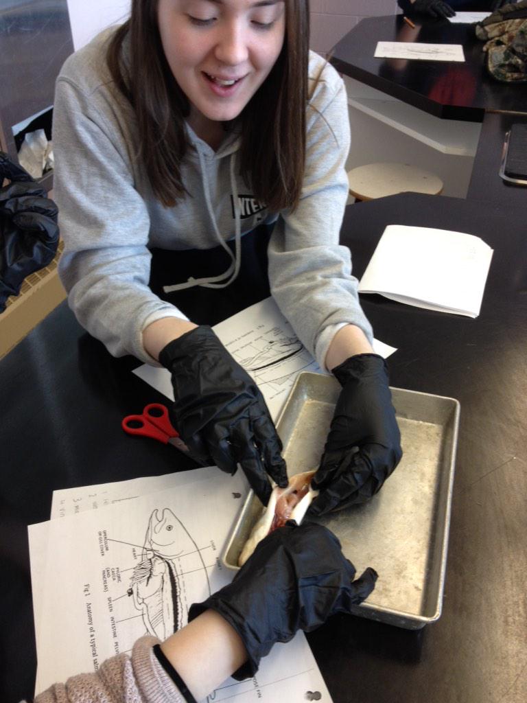 marineinstitute's tweet image. Dissecting salmon with students @qerhs Here for the day with #oceannet #mirecruit