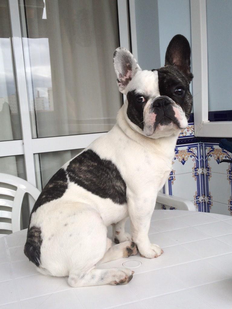 CharlsRosell03's tweet photo. "@MelCabrera: Te quiero mas que a mi vida perruno!!! 💗🐶💗🐶💗🐶💗🐶💗🐶💗🐶💗 http://t.co/8oZ3AkWBTl" No tngo más remedio que ser tu segundo  "macho" 😢
