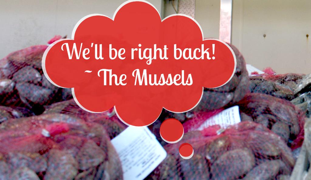 FishMarketDC's tweet image. Mussel shortage the past week, but we'll have plenty in stock by Friday at the latest. Don't worry, #shellfishlovers!