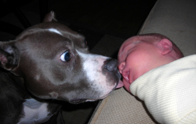 BuzzFeed's tweet photo. 24 Reasons Why No One Should Ever Have A Pit Bull
http://t.co/6pcJ9XKMOY http://t.co/BBb7uKAlAz