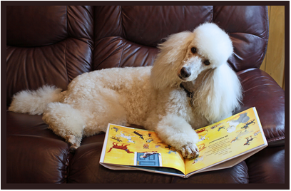 Take a Study PAWS w/ Emma the Poodle Monday Mar. 9 from 3-5pm! tinyurl.com/studypaws #UHCL #midterms