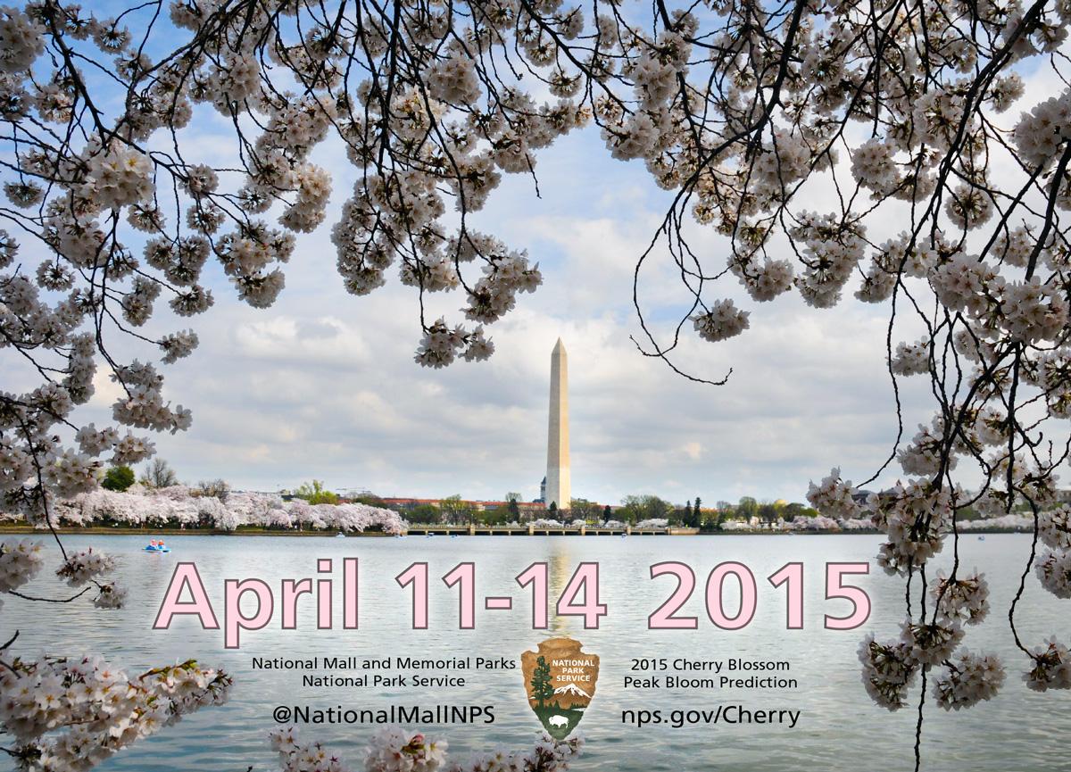 National Mall Nps On Twitter Peak Cherryblossom Bloom Dates Are