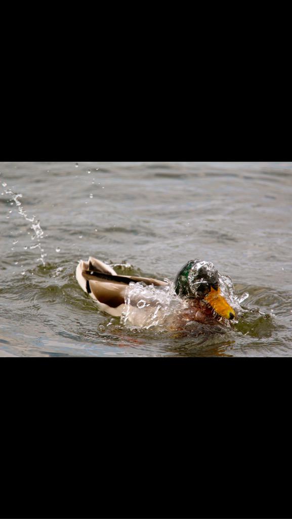 m7ccf's tweet photo. Duckin about π#duck #water #lake #wildlife #animal #m7ccf #park http://t.co/Vbv4yVIar8