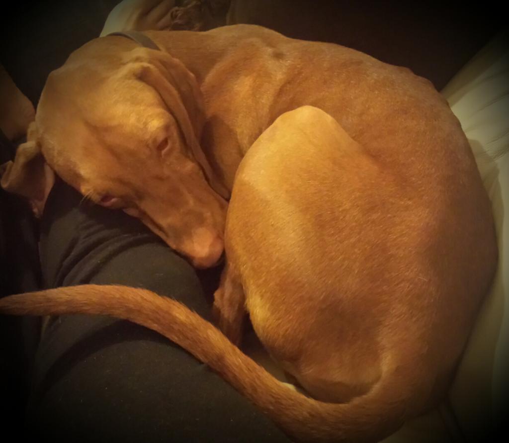 So happy that my puppy is back home.  Thank you <a href="/WKDtraineddogs/">WKD Trained Dogs</a>- the excitement has worn him out! #tiredhappypuppy