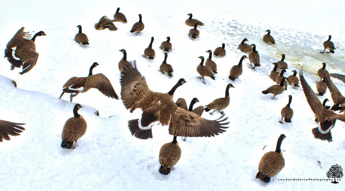 these geese seem a little Canadian, eh?  #ldnOnt #gibbonsPark