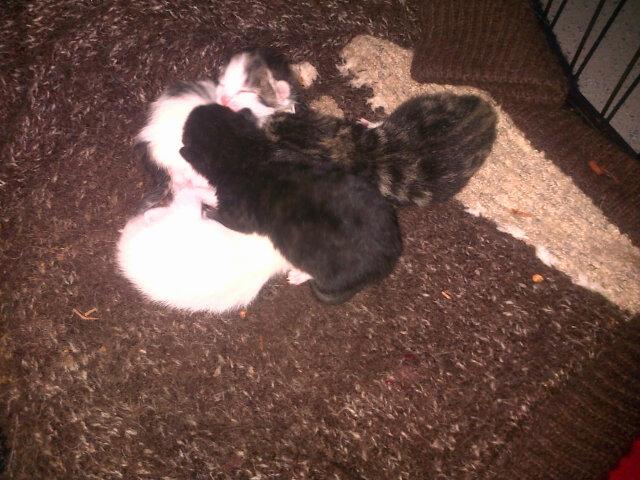 My baby kittens :)