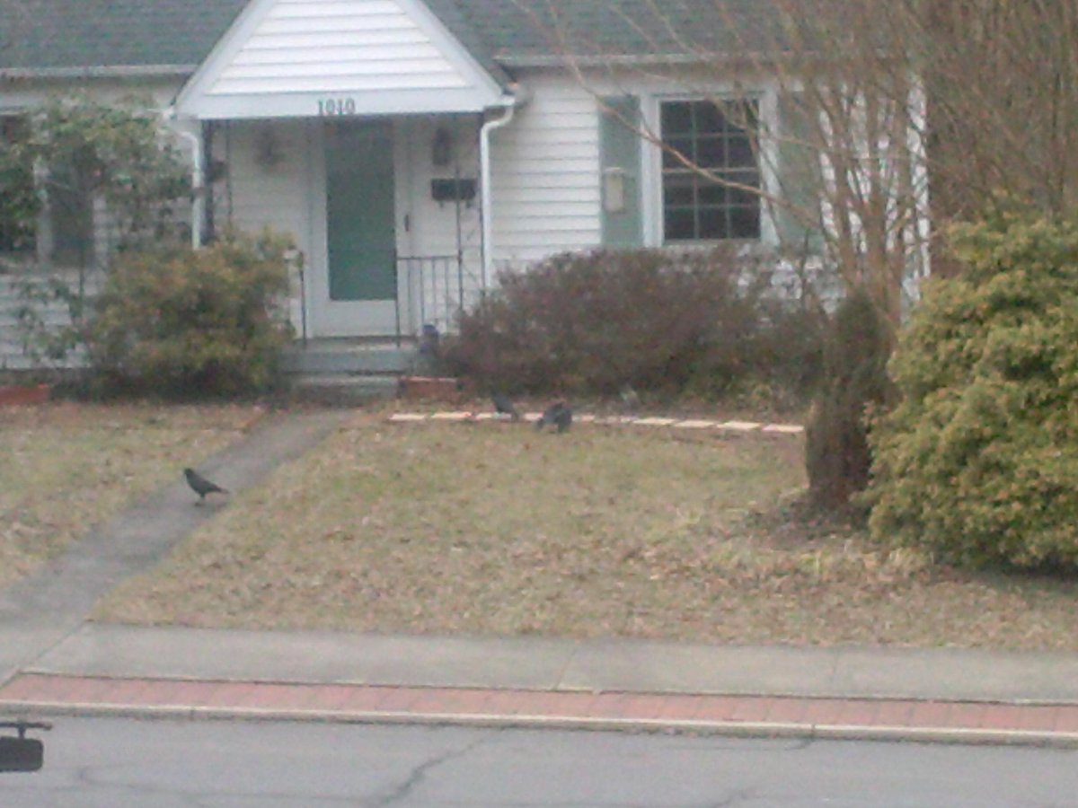 therealkarlbark's tweet photo. Just as I feared - the squirrels and the crows have joined forces. http://t.co/FEyAxmurxm