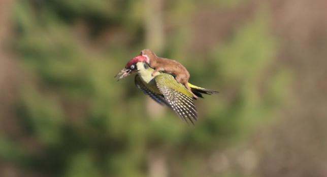 A3Noticias's tweet photo. La increíble historia tras la foto del bebé comadreja volando a lomos de un pájaro carpintero http://t.co/gm5fvNestr http://t.co/TuVoP4707w
