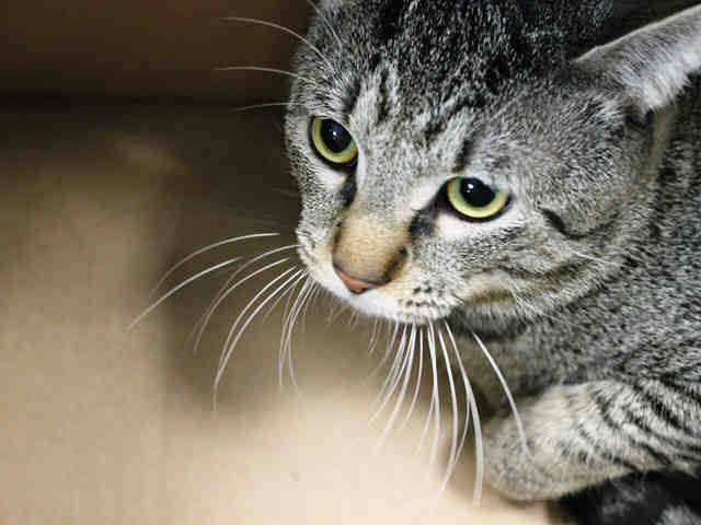 Erinthecat1's tweet photo. Sweet #FIRUN mightnt be named after rescue carriage but Needs Rescue &amp; car To NEW home ASAP https://t.co/KQlDK9kdoZ http://t.co/lhTPyCtRhM