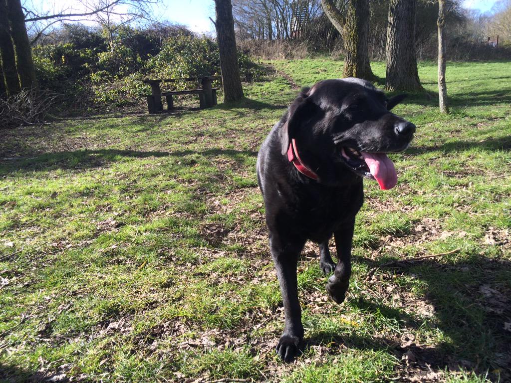 Wombourne Dog Walker tweet media
